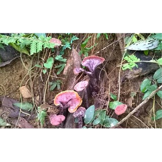 Nấm Lim rừng Quảng Nam