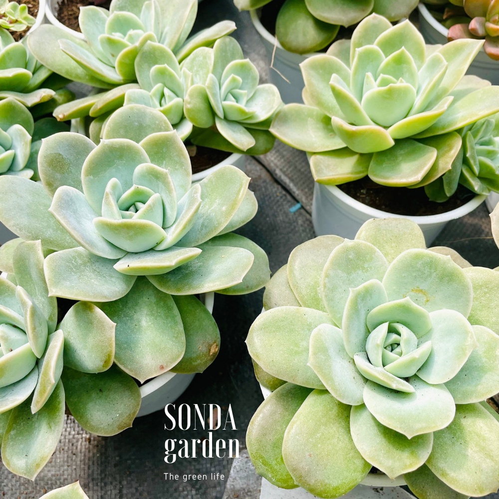 Sen đá hồng hà lan lá lớn SONDA GARDEN size trung bình 10cm, cây cảnh trang trí nhà cửa, lỗi 1 đổi 1