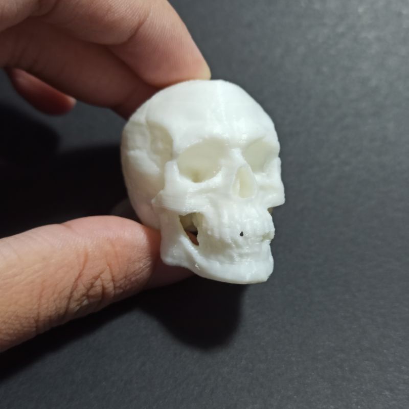 Mô hình đầu lâu xương sọ người cao 36mm chi tiết, trang trí kinh dị, chuồng bò sát, sa bàn, halloween
