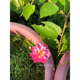 Mini siêu nụ Pink butterfly