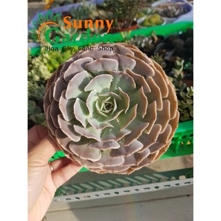 Sen Đá Bắp Cải - Chậu To
