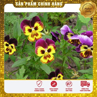 Hạt Giống Hoa Pansy Mix 100 Hạt
