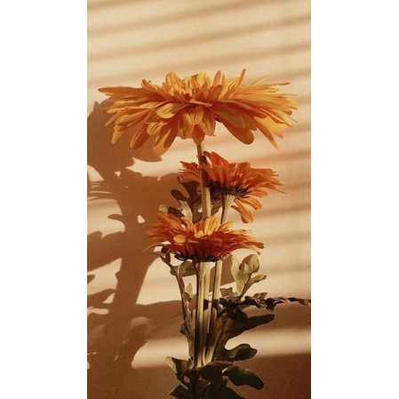 ĐẦM HOA TƠ NHÍ CAM CHÙM