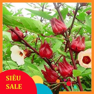 5 Hạt giống Atiso đỏ (Bụt dấm) (tặng gói Kích nẩy mầm và Hướng dẫn)