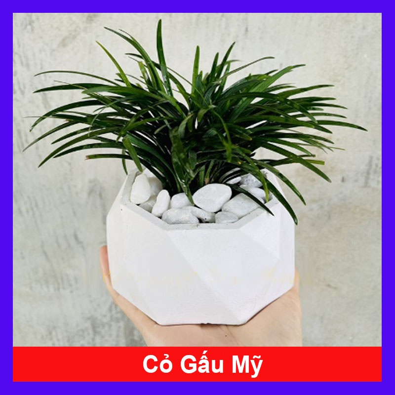 Cỏ gấu mỹ set hồ bán cạn , trồng ban công - Cây cảnh để bàn