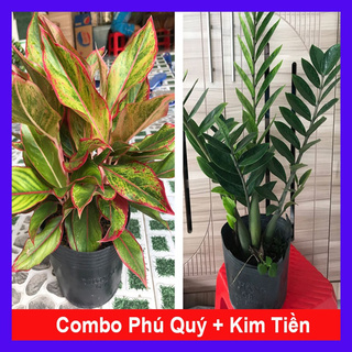 caykiengsadec - Combo tiết kiệm ( phú quý + kim tiền ) tặng phân bón cho cây trang trí thịnh vượng Cây cảnh phong thủy