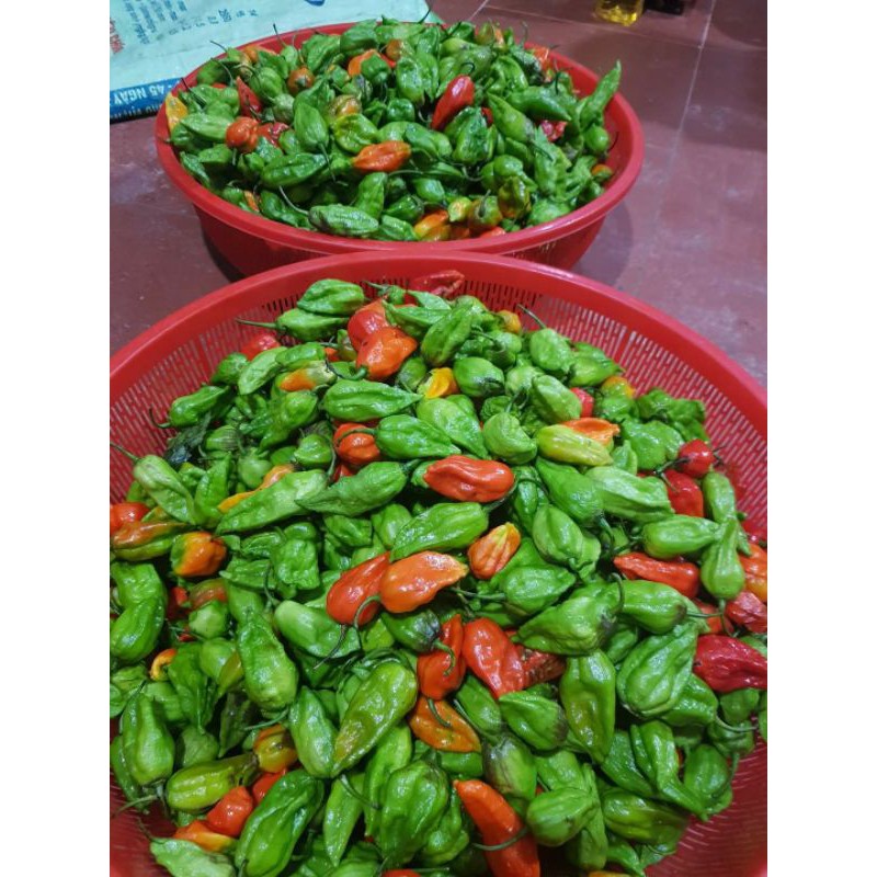 Ớt Trung Đoàn Xóc Muối | BigBuy360 - bigbuy360.vn