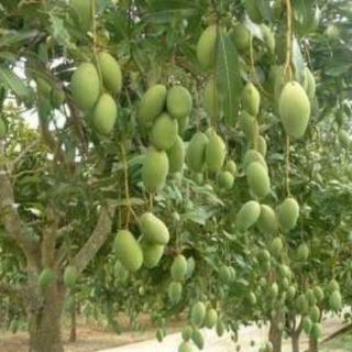 Chậu cây xoài tứ quý