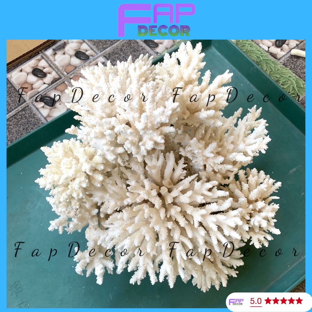 SAN HÔ BÔNG RẠN PHONG THỦY LOẠI LỚN ĐẸP TRANG TRÍ BỂ CÁ THỦY SINH DECOR NHÀ - FAPDECOR