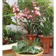 Combo 5 cây sen cạn là loài hoa cảnh có giá trị thẩm mỹ cao, thích hợp trồng ở trong nhà, văn phòng làm việc..