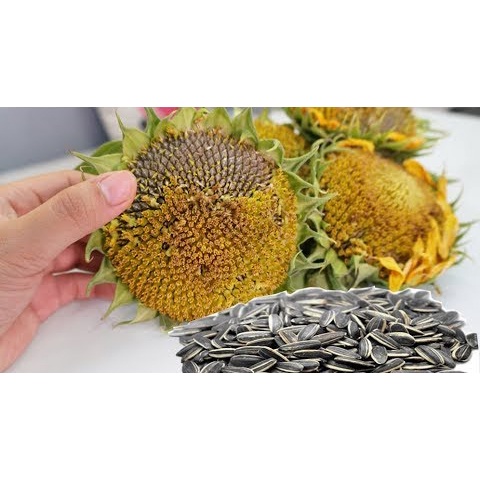 300g hạt hướng dương rang thơm giòn