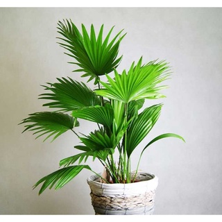 CÂY CỌ CẢNH ,NÚI