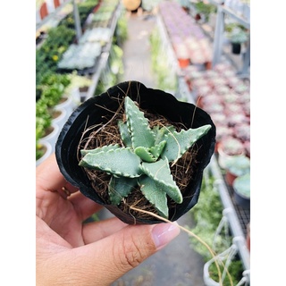 Sen đá hàm cá mập xanh