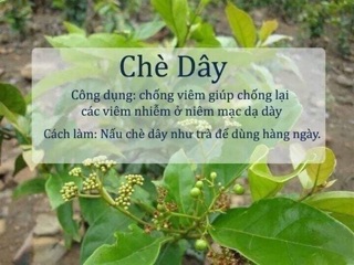 CHÈ DÂY ĐẶC TRỊ ĐAU DẠ DÀY