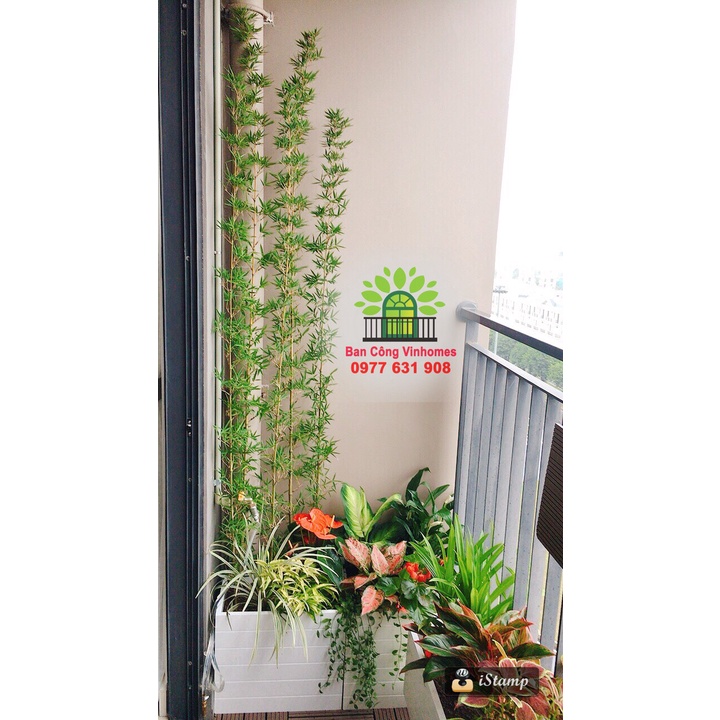 CHẬU NHỰA VUÔNG TRỒNG CÂY COMPOSITE SIÊU BỀN, ĐẸP MÀU TRẮNG