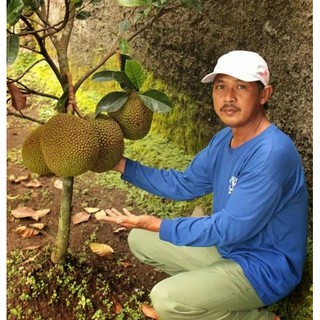 2 CÂY MÍT TỐ NỮ