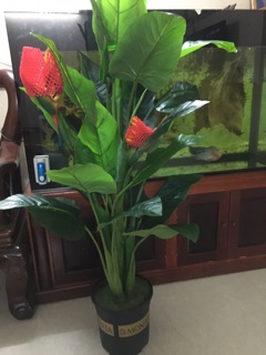Cây thiên điểu giả cảnh