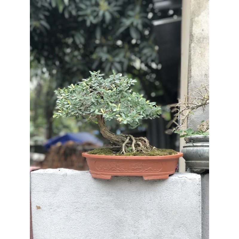 Bonsai Cây cảnh Linh Sam mini
