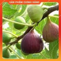 VNUA -  HẠT GIỐNG SUNG MỸ GÓI 10 HẠT