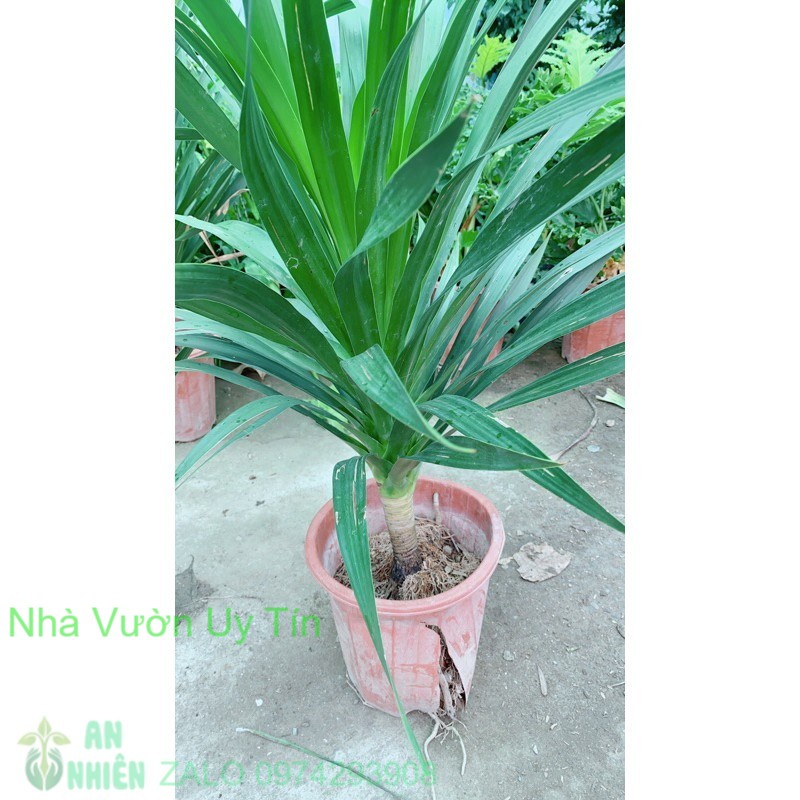 Phát Tài Núi 90cm