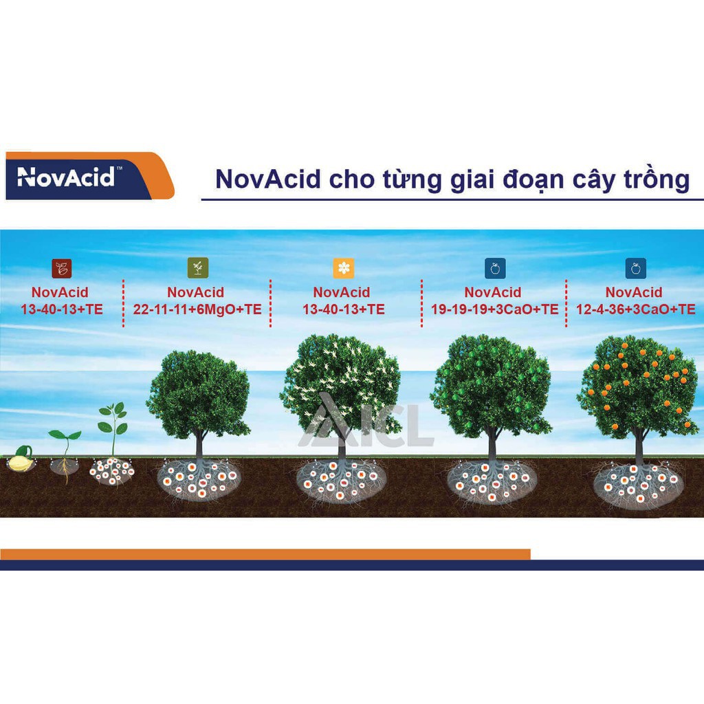 Phân bón hòa tan Israel NPK NovAcid 22-11-11+6MgO+Te giúp thúc cây bung chồi non đồng loạt, tăng kích cở trái thông qua