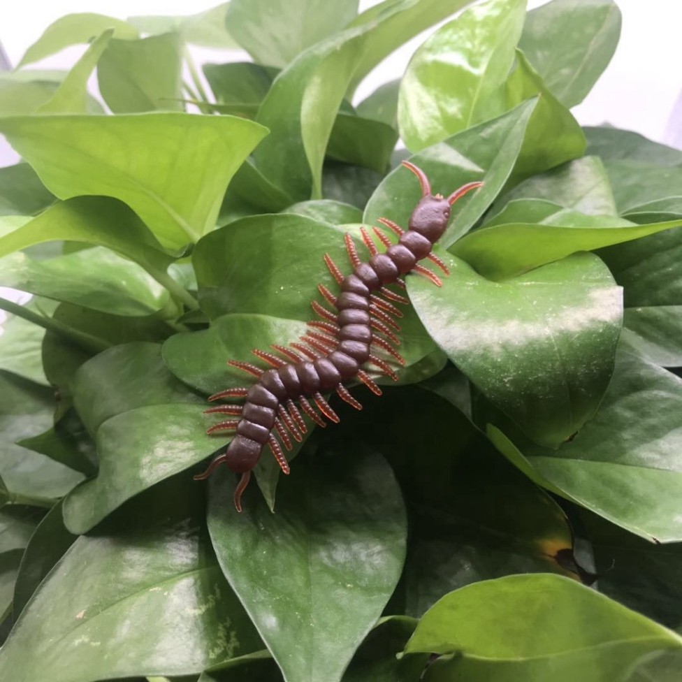 1 CON RẾT ĐỎ NÂU TO DÀI dùng để troll chơi khăm,trang trí halloween