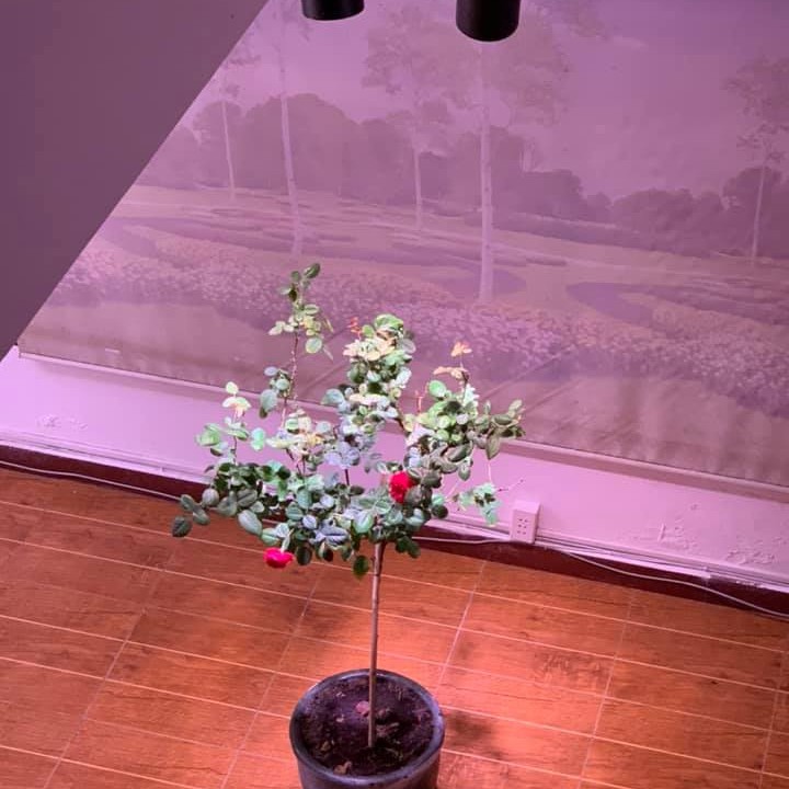 Đèn trồng cây, hoa trong nhà LED grow light 9W