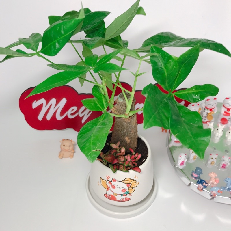 Kim ngân một thân