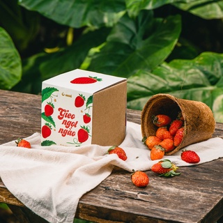 Bộ kit gieo hạt - Gieo Ngọt ngào - Hạt dâu tây