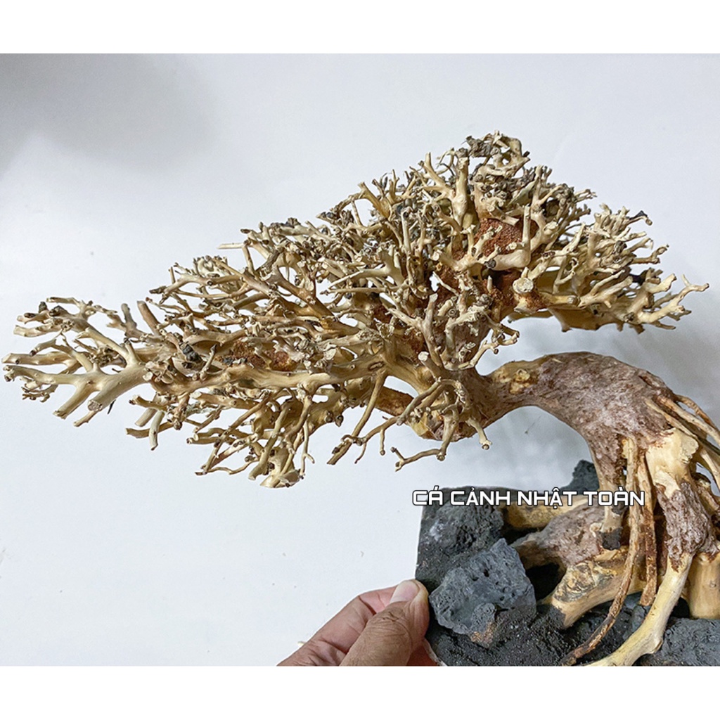 BONSAI LỦA NGANG TRANG TRÍ BỂ THỦY SINH 35X13X17CM
