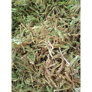 500g cây sấu hổ đỏ phơi khô