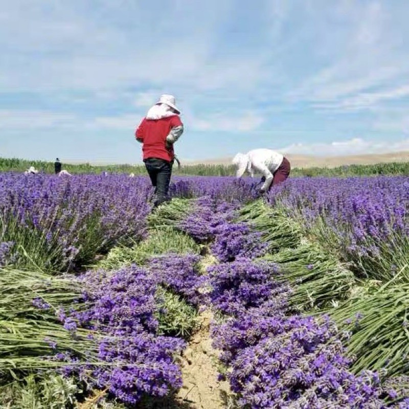 HÀNG NHẬP KHẨU — Túi Thơm Nụ Hoa Oải Hương Lavender Túi Hoa Thiên Nhiên Thơm Phòng, Thơm Quần Áo Xua Đuổi Côn Trùng