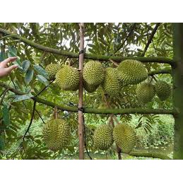 Sầu riêng Cái Mơn giống siêu sớm
