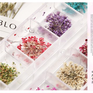 SET HOA KHÔ Nail 24 bông