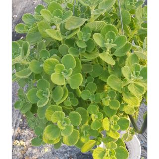 Sen Thơm Đuổi Muỗi Và Côn Trùng