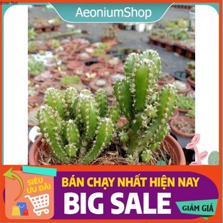 Xương Rồng Thanh Sơn Size Mini, Xuất Xứ Đà Lạt, Lỗi 1 Đổi 1 💪