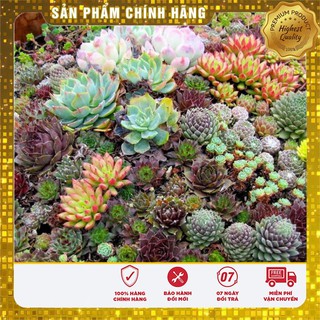 COMBO hạt giống SEN ĐÁ + XƯƠNG RỒNG + TAI THỎ