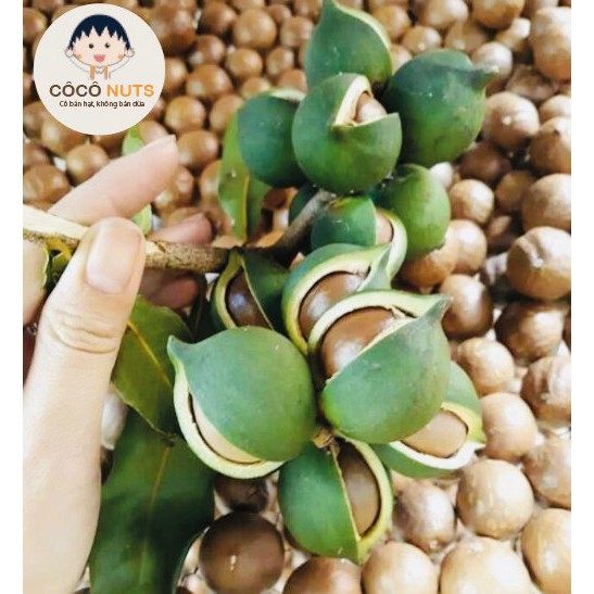 Hạt Macca Đắk Lắk CÔCÔ NUTS Loại 1 Nứt Vỏ Tự Nhiên - 500g kèm đồ khui