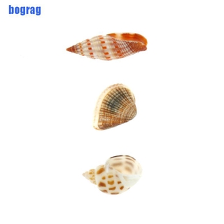 Vỏ Ốc Tự Nhiên Trang Trí Bể Cá
