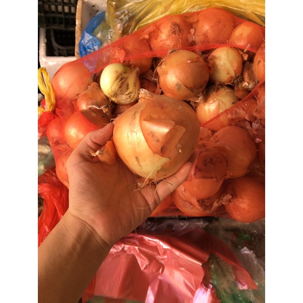 1Kg Hành Tây củ ngon không hỏng- hàng tươi ngon mỗi ngày