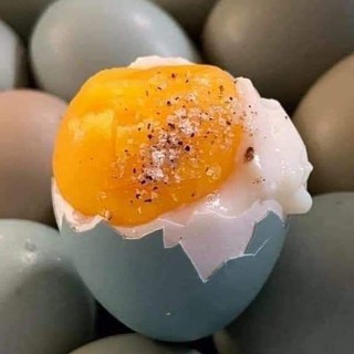 Trứng chim trĩ đỏ nhà nuôi