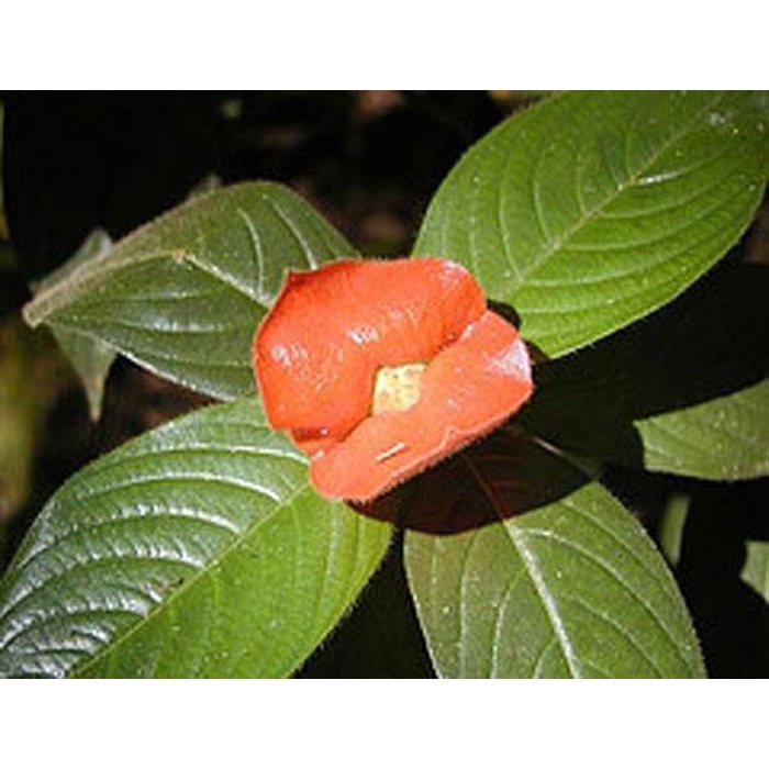 Đôi môi đỏ mọng hoa Psychotria Elata 10 Hạt Giống Hoa Đẹp