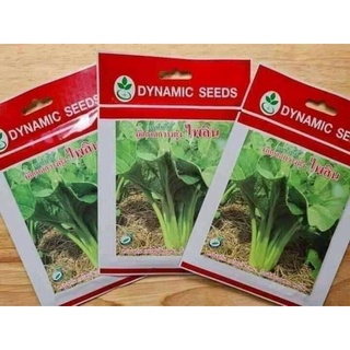 Hạt giống cải ngọt khổng lồ Thái Lan chịu nhiệt