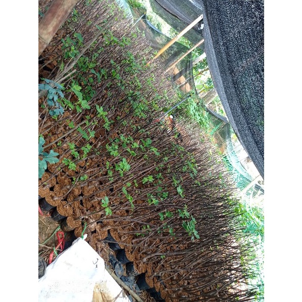 Sung mỹ giá sỉ brunwick