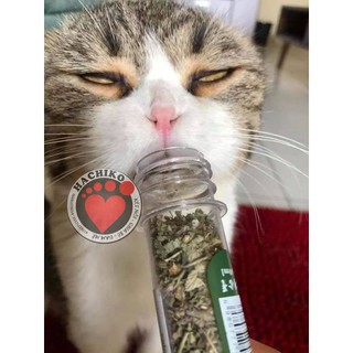 Cỏ Bạc Hà dạng ống cho mèo