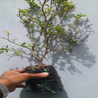 Linh sam tím siêu bông hoa thơm