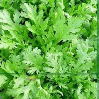 20 gram Hạt giống rau Cải Cúc Nếp Cao sản [CHẤT LƯỢNG]