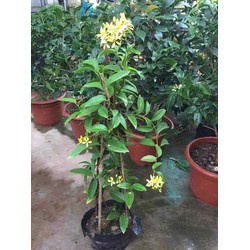 Hoa mẫu đơn trắng, đơn ta, hoa rất thơm, gửi đi nguyên bầu cây lớn đang nụ hoặc sắp nụ