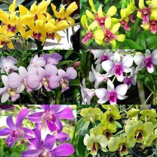 10 chậu Dendro nhiều màu cây giống