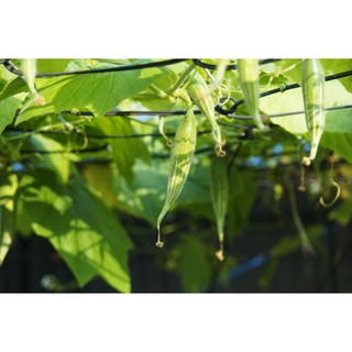 Hạt giống Mướp ngọt (Lặc lày) - Gói 5 hạt